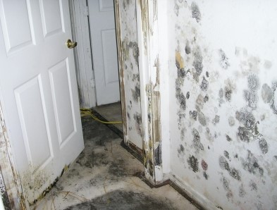 mold damage in unoccupied home